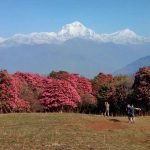 Annapurna Rhododendron View Trek, Rhododendron View Trek Nepal