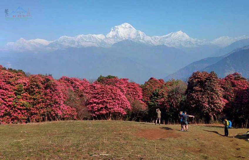 Annapurna Rhododendron View Trek, Rhododendron View Trek Nepal