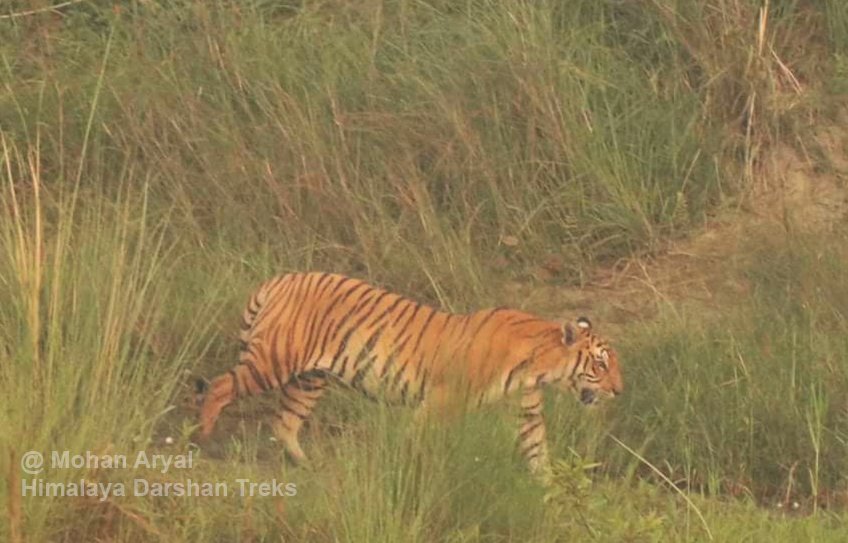 Bardia Tour, Bengal tiger at Bardia