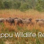 Kosi Tappu Wildlife Reserve
