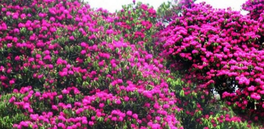 Milke Danda Trek, Rhododendron Trek, Makalu Region Trek