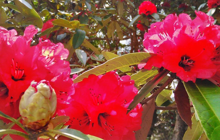 Pikey Peak Trekking, Rhododendron at Pikey Trek