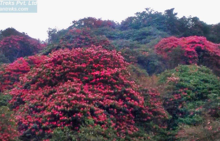 Mohare Danda Trek, Mohare Danda rhododendron view trek