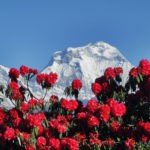 Rhododendron Trek Nepal, Best Time, rhododendron flower